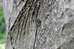 Ashima FFX-D 3 Halen = 2 Betalen -Vistuig winkel 1dd9e5c4ba856c10